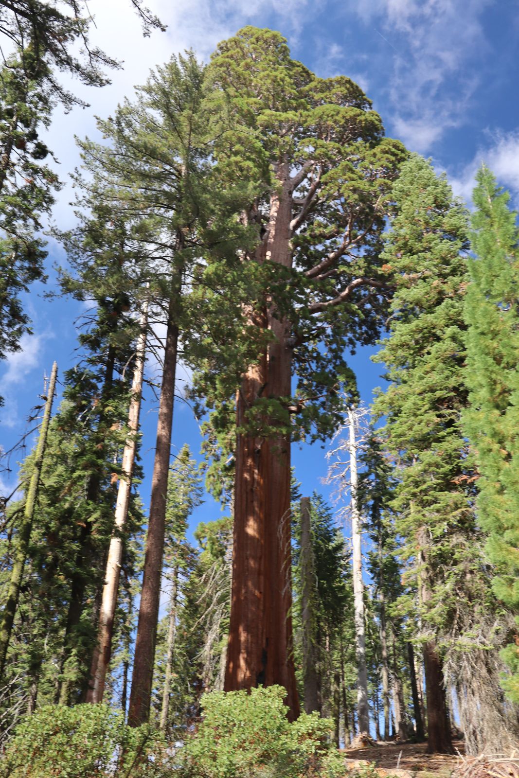 Wednesday 25th October 2023, One of the smaller Sequoias, Sequoia National Park California USA, not far from Big Stump entrance